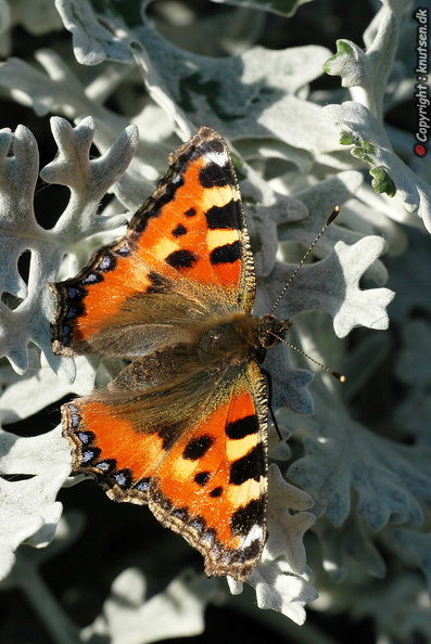DSC_5499.jpg
