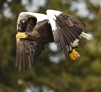  Stellers havørn Falkonershow: La Volerie des Aigles, Kintzheim, Frankrig