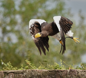 Stellers havørn Falkonershow: La Volerie des Aigles, Kintzheim, Frankrig