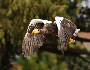 Stellers havørn Falkonershow: La Volerie des Aigles, Kintzheim, Frankrig