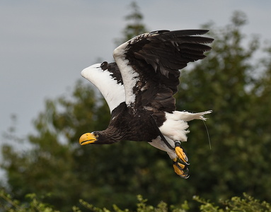  Stellers havørn Falkonershow: La Volerie des Aigles, Kintzheim, Frankrig