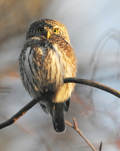Spurveugle (Glaucidium passerinum)