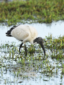  Hellig ibis (Threskiornis aethiopicus)