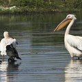  Hvid pelikan (Pelecanus onocrotalus)