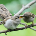 Gråspurv (Passer domesticus)
