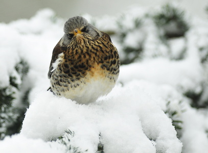 Sjagger (Turdus pilaris)