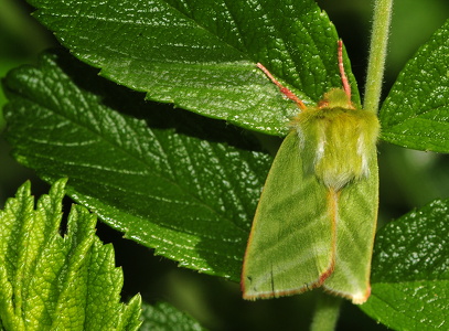 Olsen (Pseudoips prasinana)