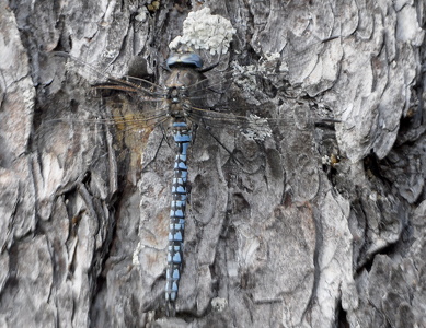  Stor Kejserguldsmed (Anax imperator)