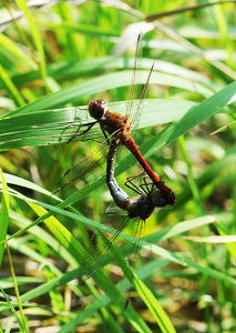 Stor Hedelibel (Sympetrum striolatum)