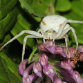  Kamæleonedderkop (Misumena vatia)