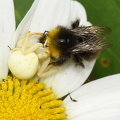  Kamæleonedderkop (Misumena vatia)
