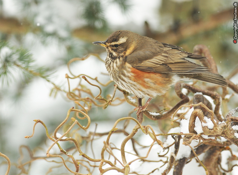DSC_2793 Vindrossel (Turdus iliacus).jpg