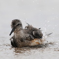  Islandsk Ryle (Calidris canutus) 