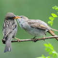  Gråspurv (Passer domesticus)