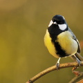  Musvit (Parus major)