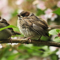  Skovspurv (Passer montanus)