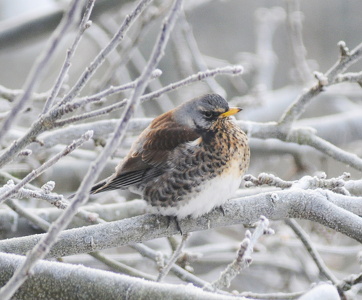   Sjagger (Turdus pilaris) 