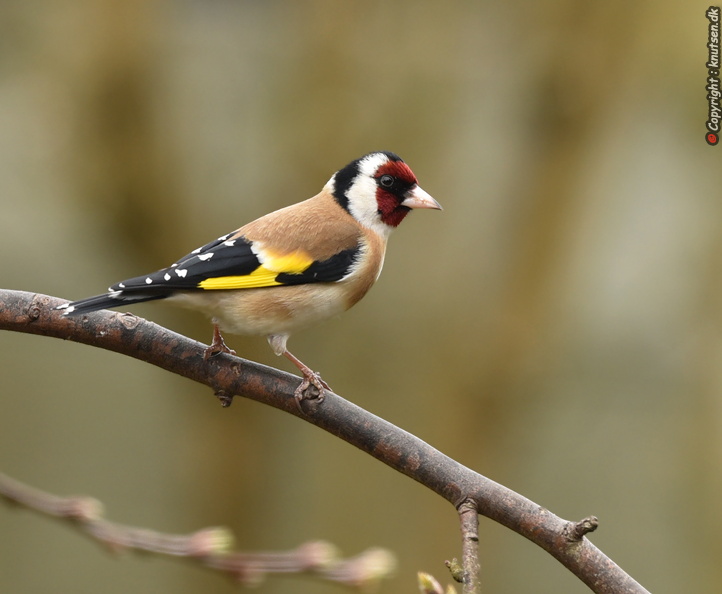 DSC_a6902.jpg
