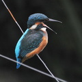 Isfugl (Alcedo atthis)