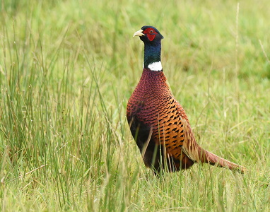 Fasan (Phasianus colchicus)