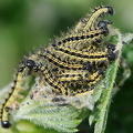  Nældens takvinge (Aglais urticae)