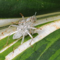 Almindelig løvtæge (Elasmostethus interstinctus)