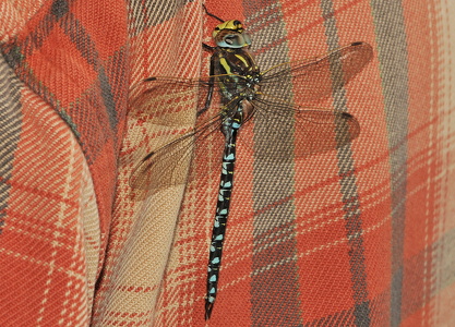 Siv-mosaikguldsmed (Aeshna juncea)
