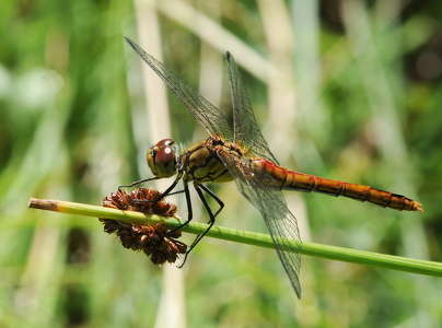 Rødåret hedelibel (Sympetrum fonscolombii)