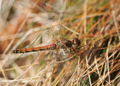 Rødåret hedelibel (Sympetrum fonscolombii)