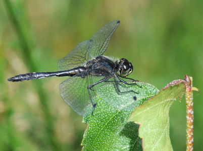 Sort hedelibel (Sympetrum danae)
