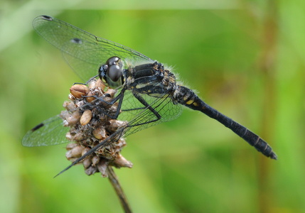 Sort hedelibel (Sympetrum danae)