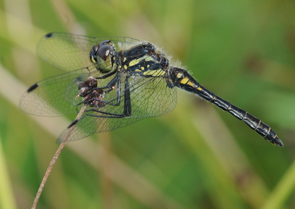 Sort hedelibel (Sympetrum danae)