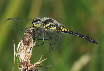 Sort hedelibel (Sympetrum danae)