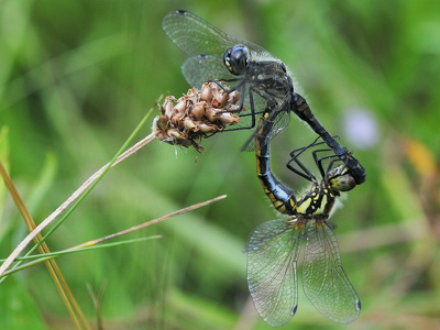 Sort hedelibel (Sympetrum danae)