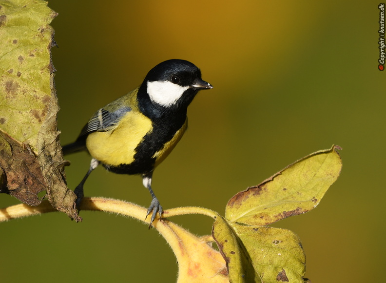 DSC_3486 Musvit (Parus major).JPG
