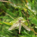 Tipula luna
