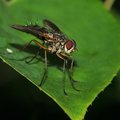 Dexiosoma caninum