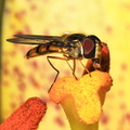 Dobbeltbåndet Svirreflue (Episyrphus balteatus)
