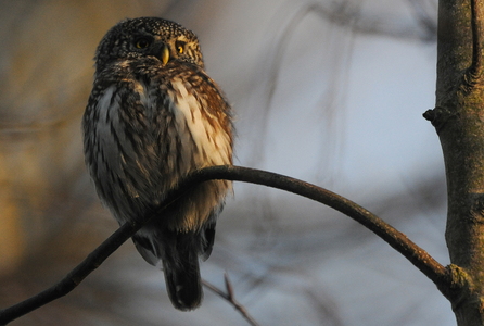 Spurveugle (Glaucidium passerinum)