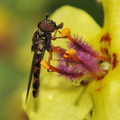 Dobbeltbåndet Svirreflue (Episyrphus balteatus)