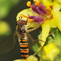 Dobbeltbåndet Svirreflue (Episyrphus balteatus)