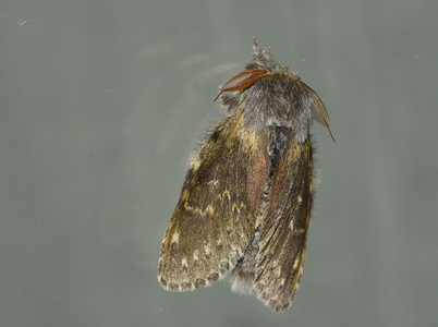 Bøgespinder (Skovdjævel) Stauropus fagi