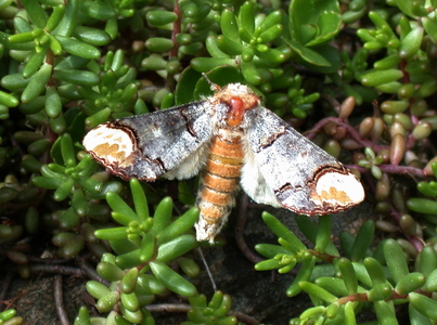 Måneplet (Phalera bucephala)