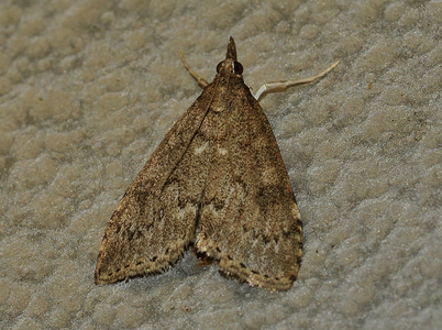 Slåenhalvmøl (Udea prunalis)