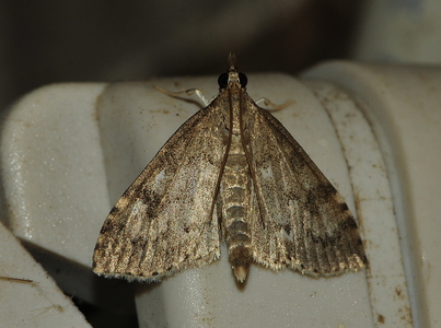 Kåltidselhalvmøl  (Anania perlucidalis)