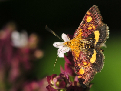 Pyrausta aurata