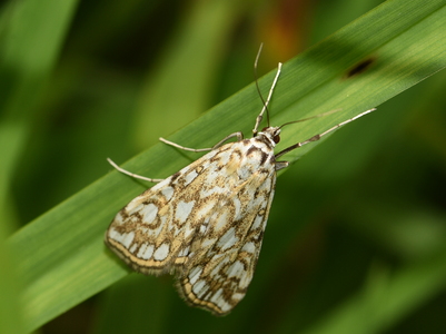 Lille Porcelænsmøl (Nymphula nitidulata)