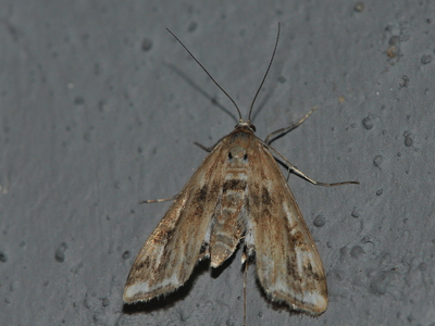 Andemadhalvmøl, hun (Cataclysta lemnata)