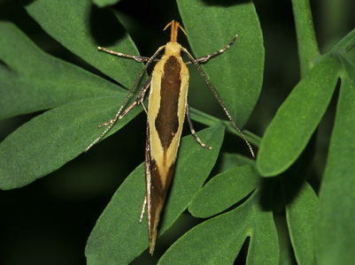 Kæmpeprydvinge   (Harpella forficella)