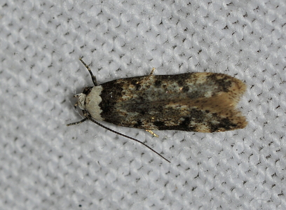 Klistermøl (Endrosis sarcitrella)           